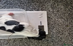 Sprocker dogs for sale: Spaniel Puppies  - Image 4
