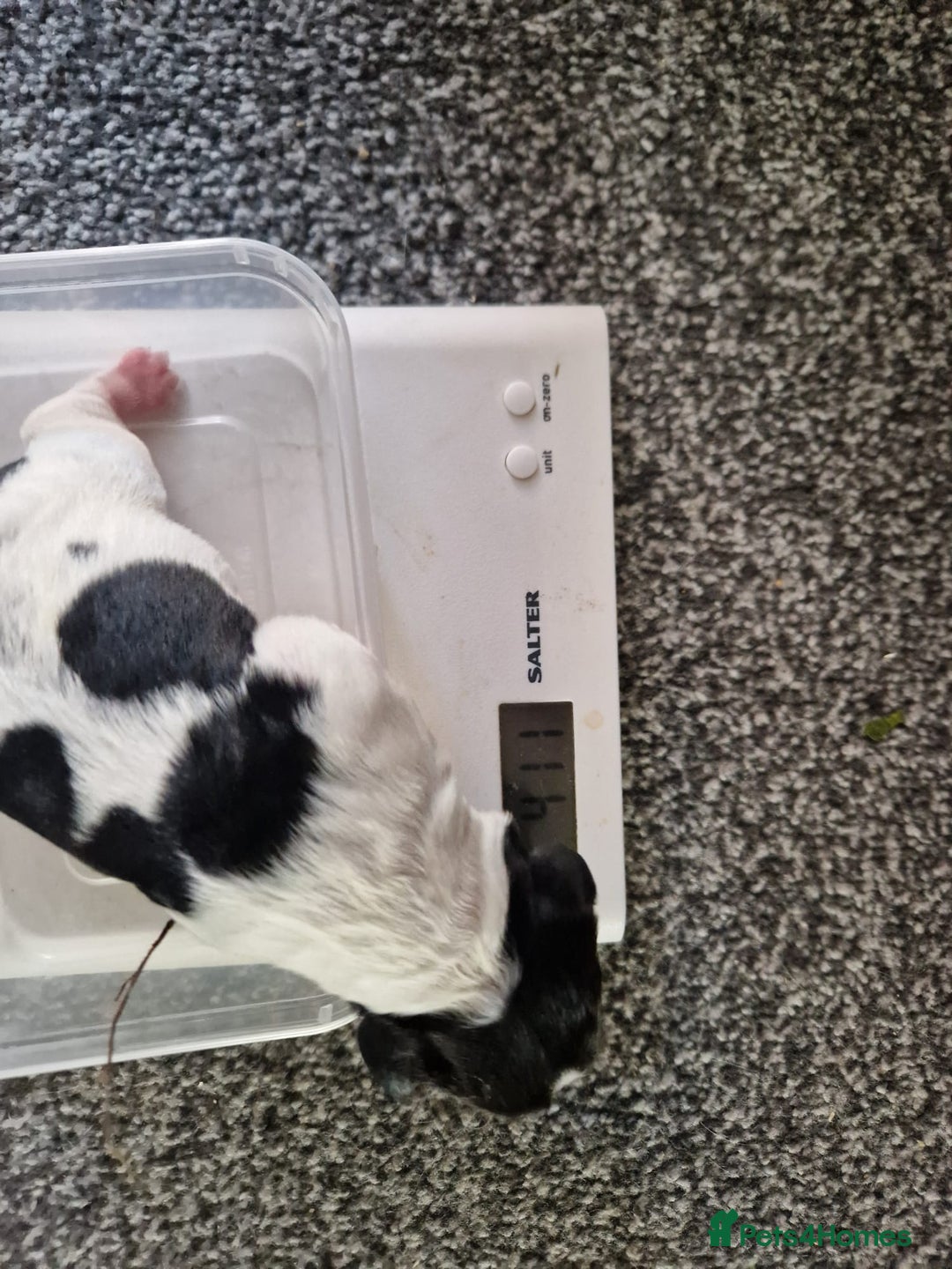 Sprocker dogs for sale: Spaniel Puppies  - Image 4