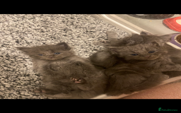 Maine Coon cats for sale: Black/Blue Smoke Maine Coon - Image 26