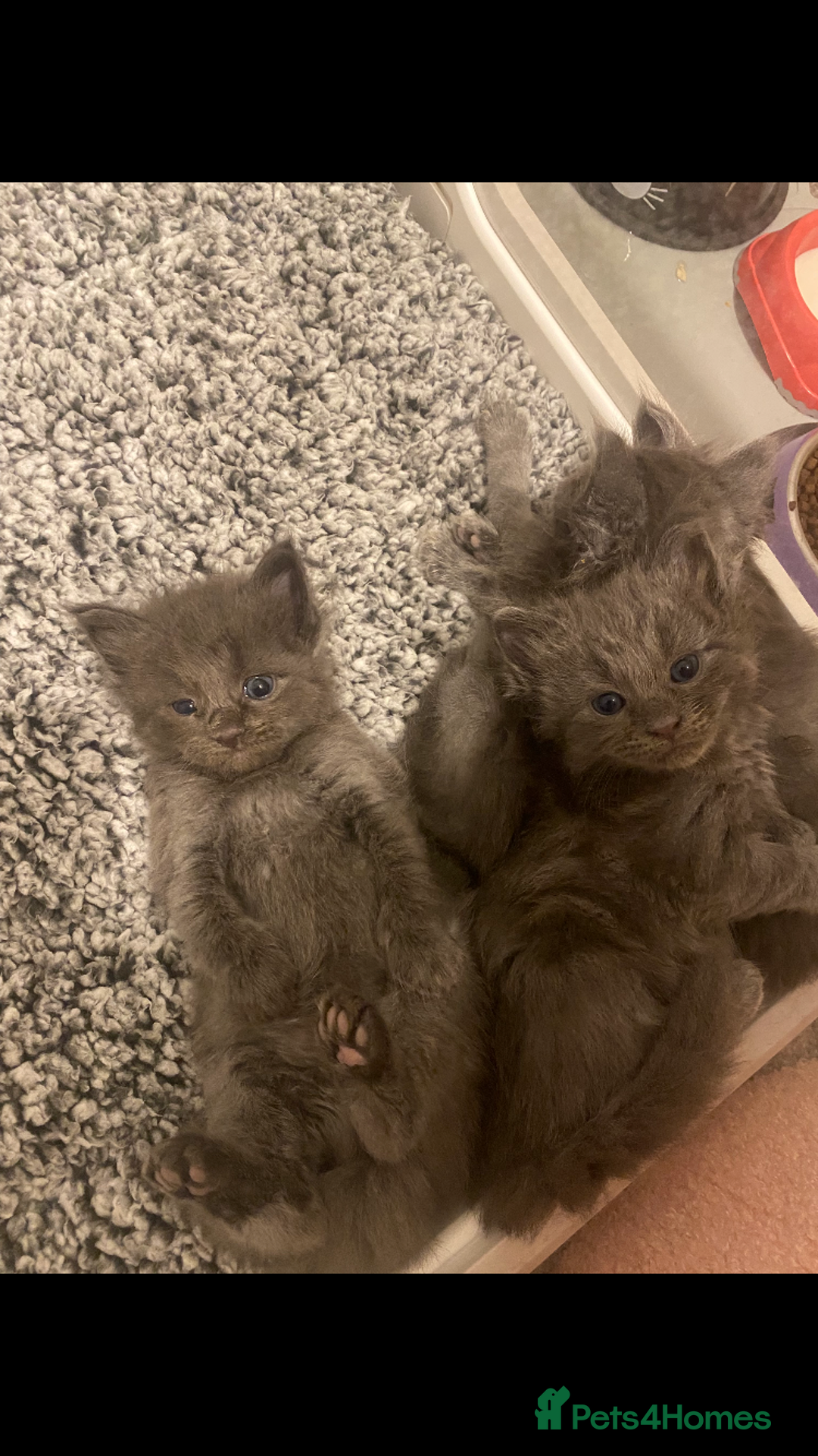 Maine Coon cats for sale: Black/Blue Smoke Maine Coon - Image 26