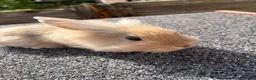 Mixed Breed rabbits for sale: mixed breed lionhead/netherland dwarf bunnies  - Advert 2