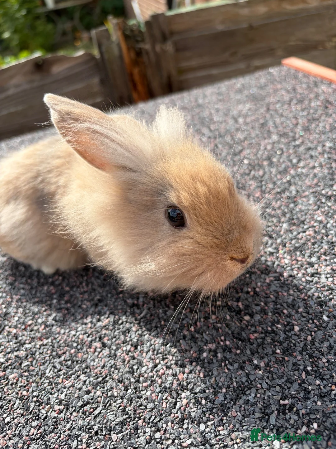 Mixed Breed rabbits for sale: mixed breed lionhead/netherland dwarf bunnies  - Advert 2