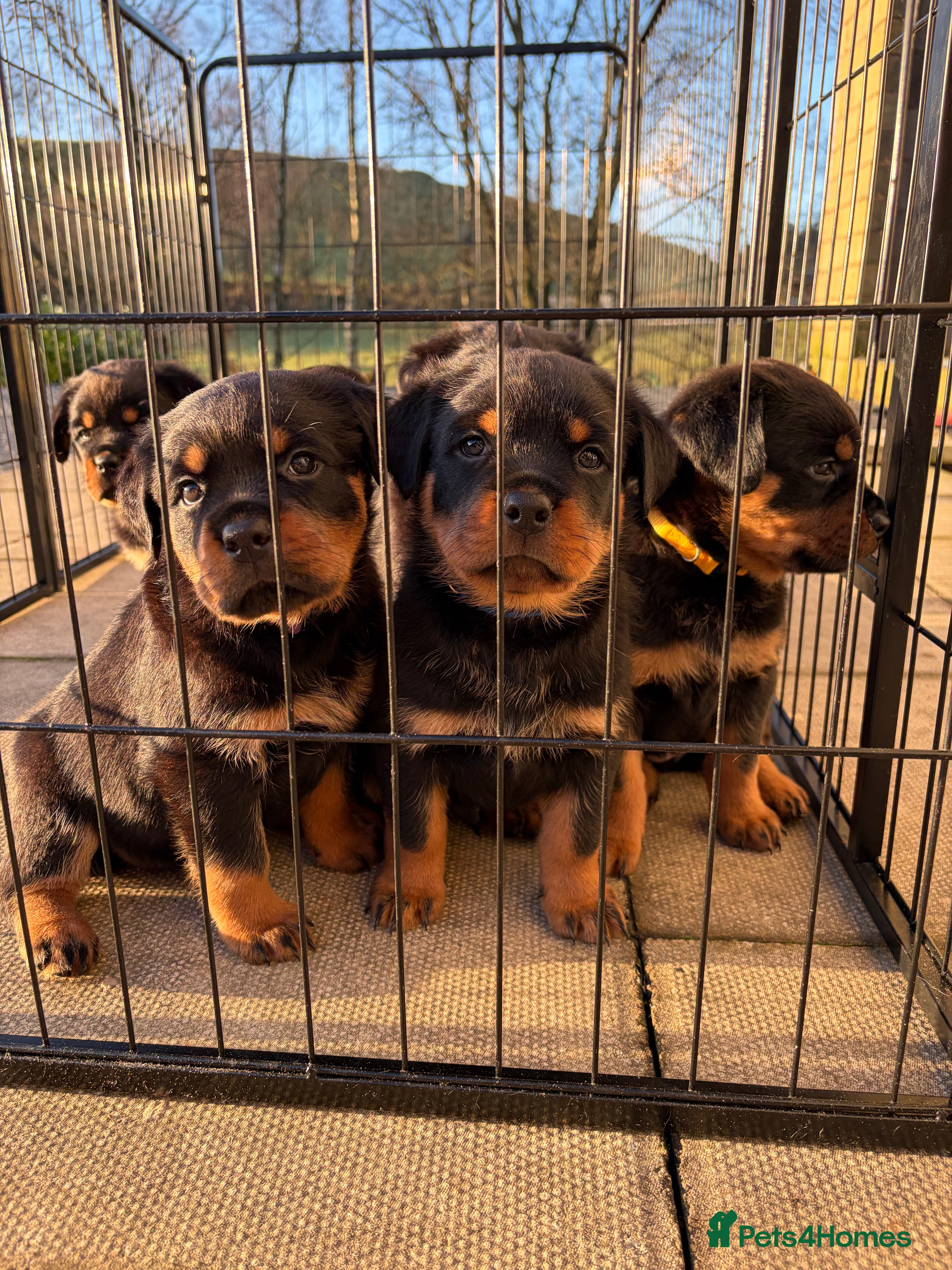 Rottweiler dogs KC Rottweiler puppies  - Advert 17