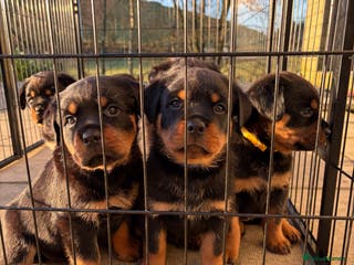 Rottweiler dogs KC Rottweiler puppies - Advert 11