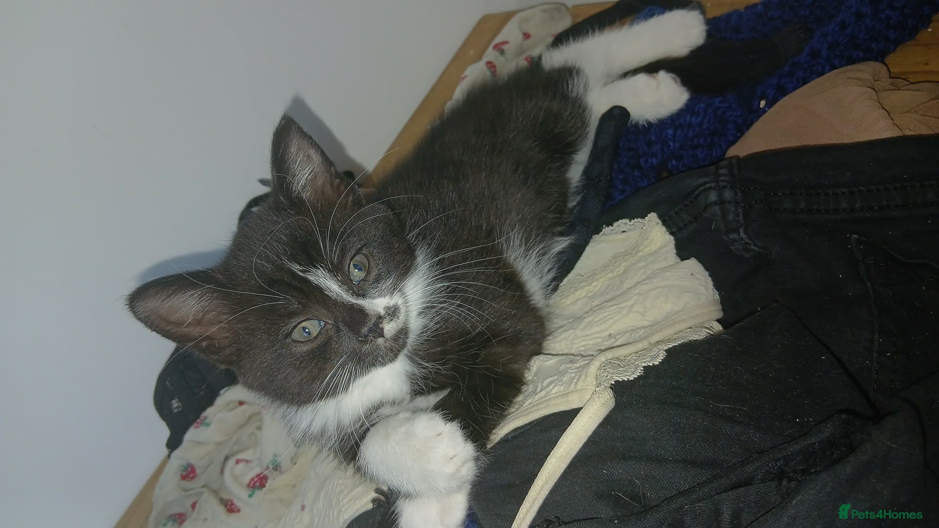 Mixed Breed cats for sale: Female kittens  in Attleborough - Advert 4