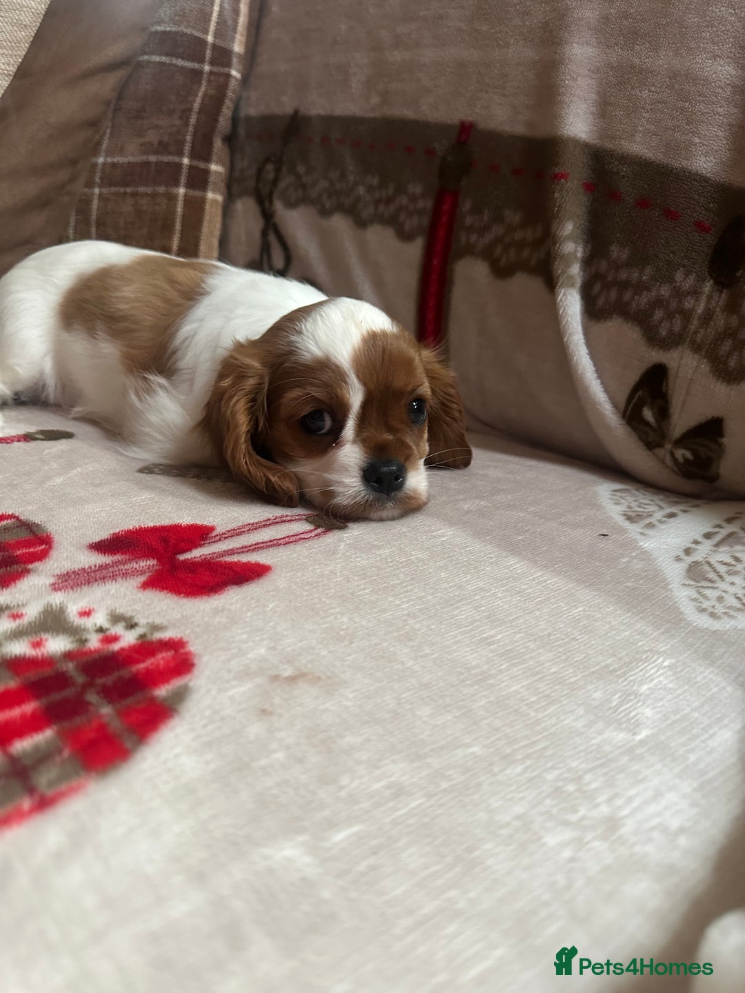 Cavalier King Charles Spaniel dogs for sale: Cavalier King Charles Spaniel  - Advert 26