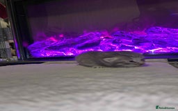 Domestic Shorthair cats for sale: Adorable Kittens! 🐾 - Image 15