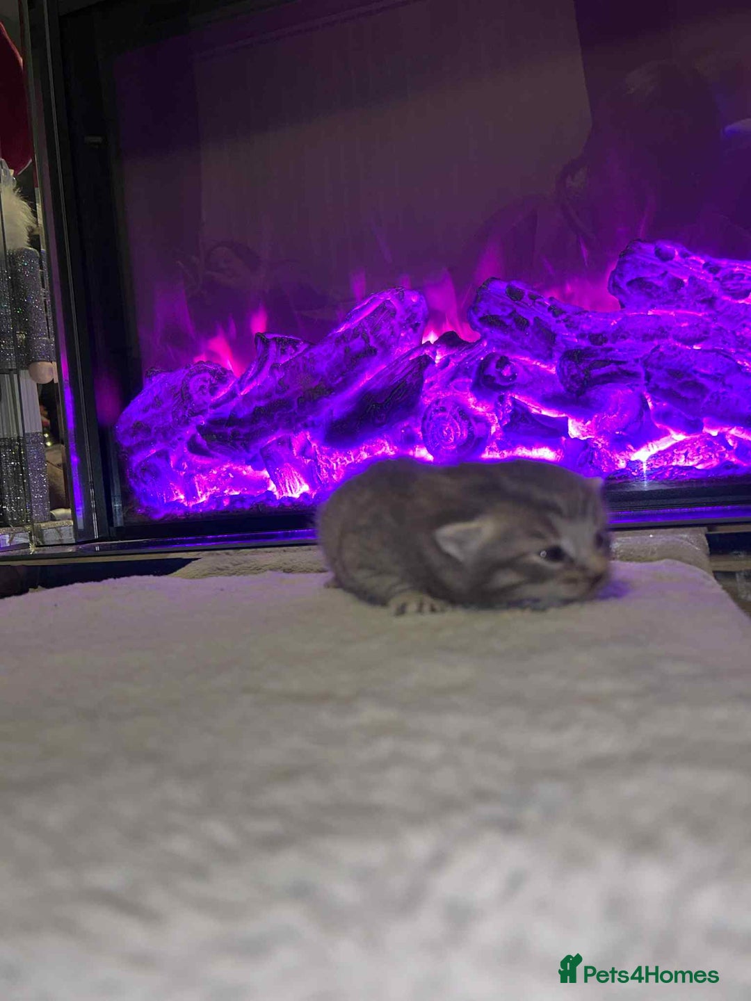 Domestic Shorthair cats for sale: Adorable Kittens! 🐾 - Image 15