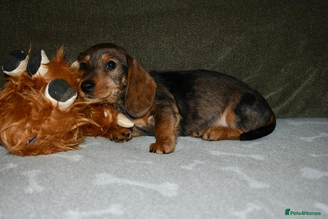 Dachshund dogs for sale: Ready now Wire haired standard x miniture puppy’s  - Advert 9