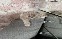 Scottish Fold cats for sale: 🐱TICA Scottish fold & Scottish straight kittens  - Image 7
