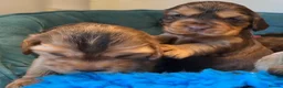 Cocker Spaniel dogs for sale: Outstanding show cocker spaniels - KC in Leicester - Advert 7
