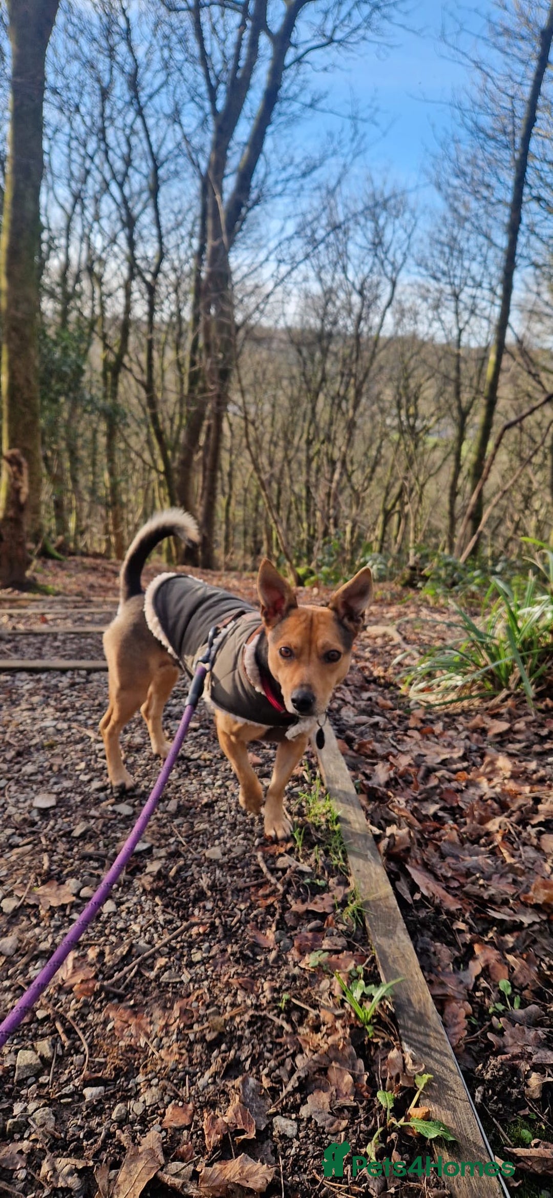 Mixed Breed dogs for adoption: Pippa  - Advert 4