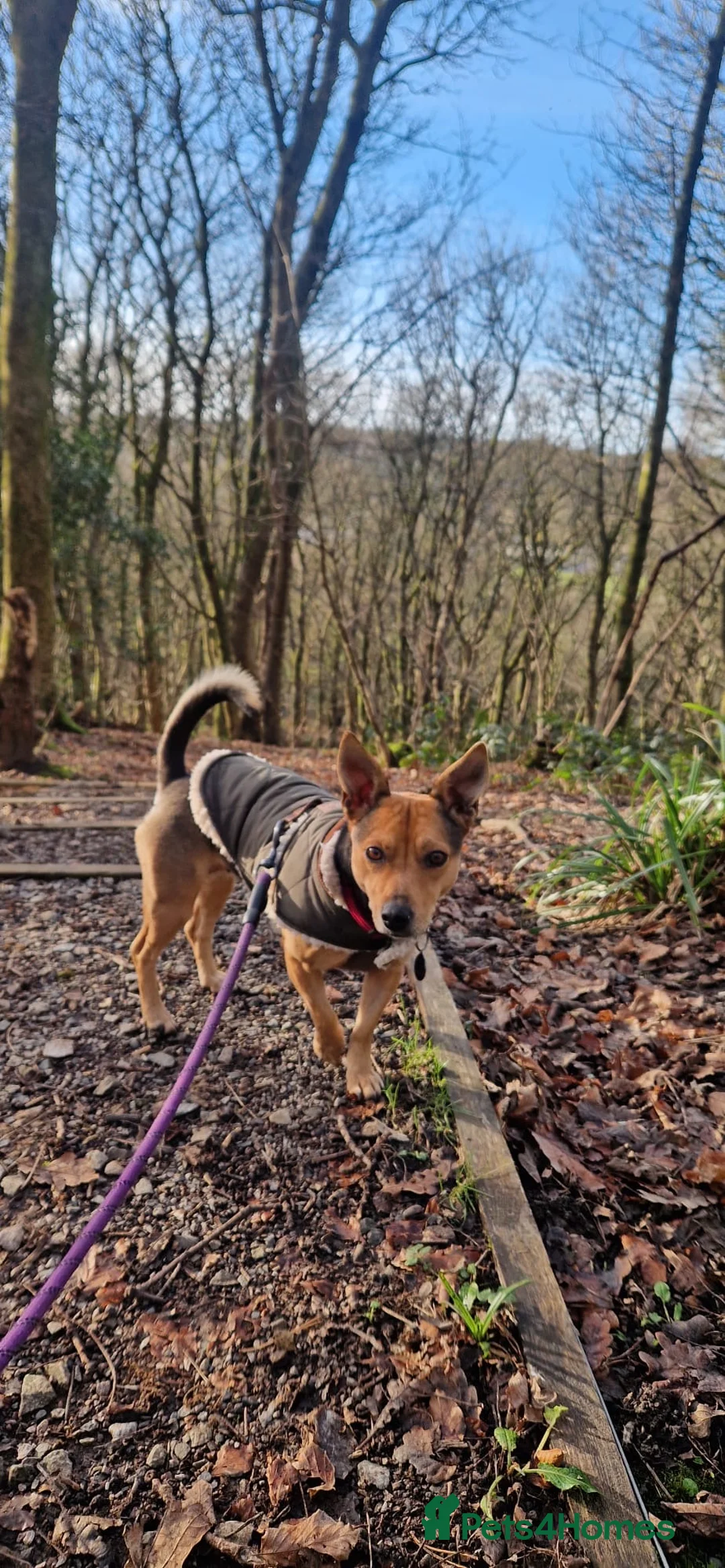 Mixed Breed dogs for adoption: Pippa  - Advert 5