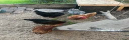 Chickens poultry for sale: 5 chickens, coop, accessories  in Southport - Advert 4
