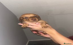 Dachshund dogs for sale: Dachshund puppys - Image 5