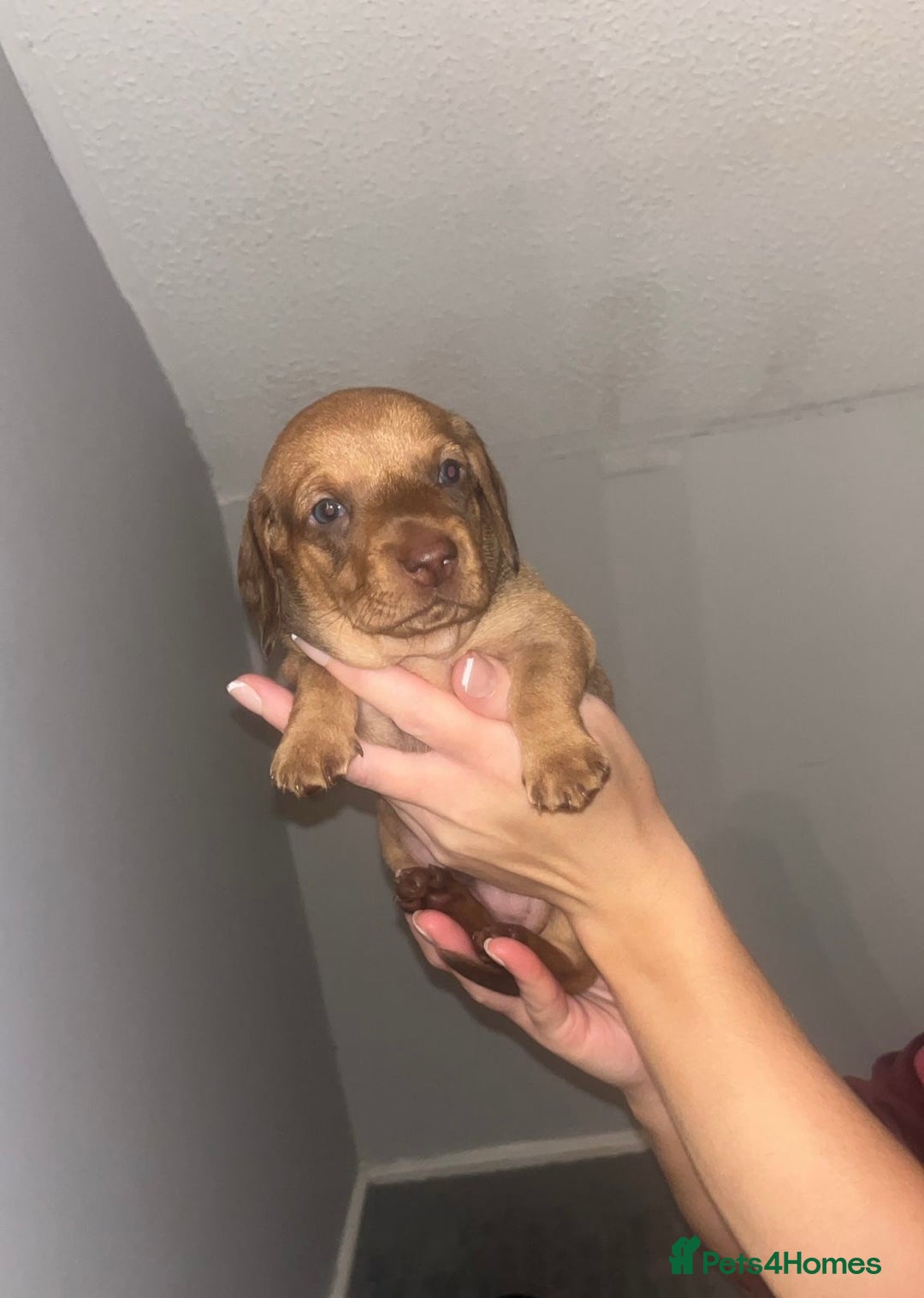 Dachshund dogs for sale: Dachshund puppys - Image 5
