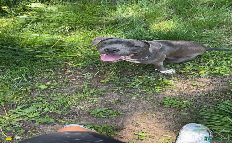 American Bull Staffy dogs - Advert 2