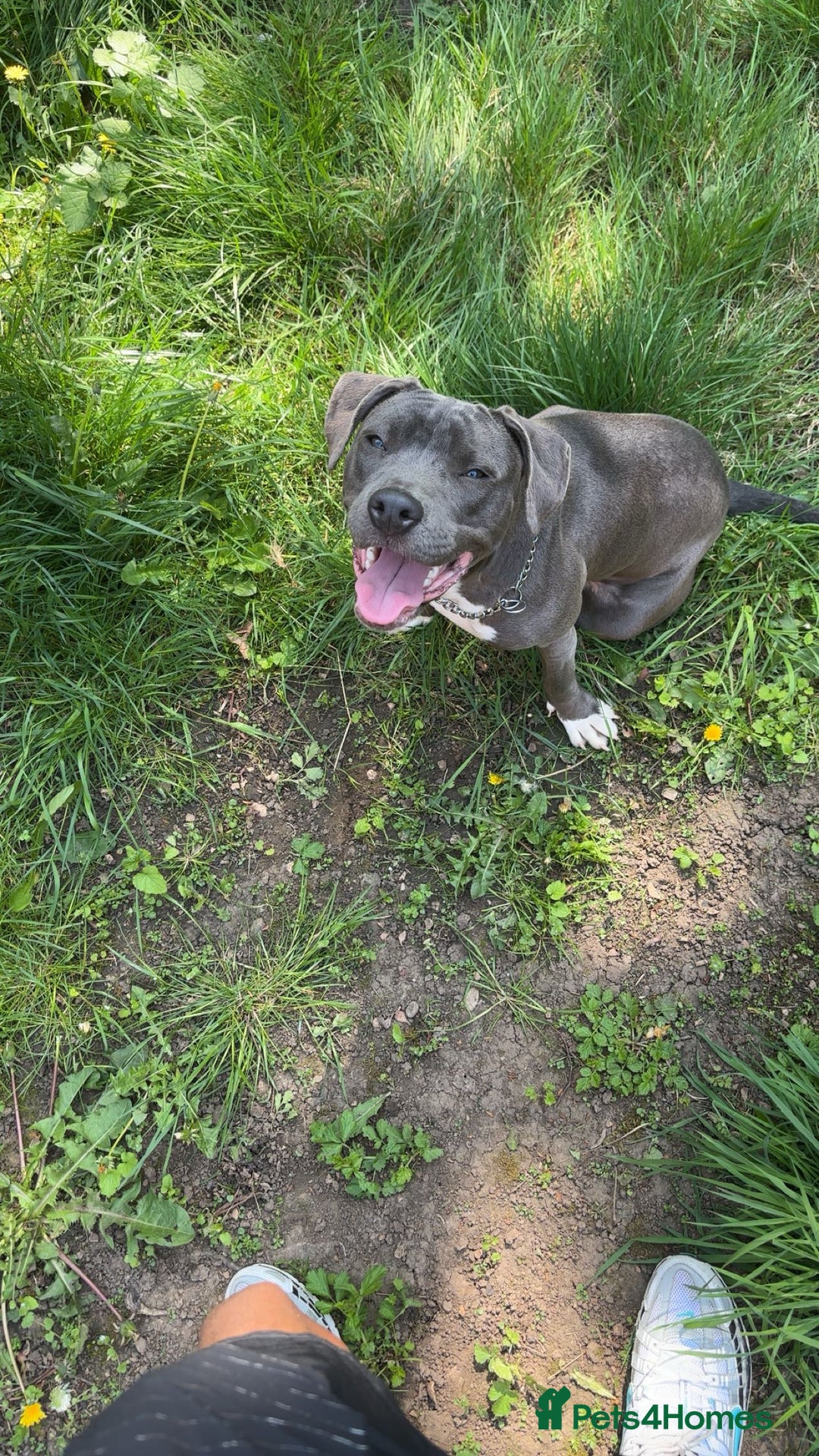 American Bull Staffy dogs for sale: American Staffordshire female  - Image 1