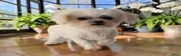 Maltese dogs for sale: Adorable Korean Maltese  - Advert 4