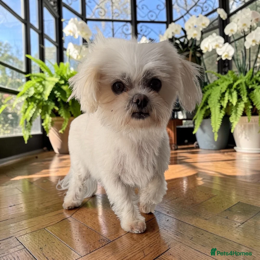 Maltese dogs for sale: Adorable Korean Maltese  - Advert 4