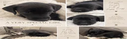 Mixed Breed dogs for sale: Beautiful Cocker Spaniel × Italian Greyhound Girl - Advert 1