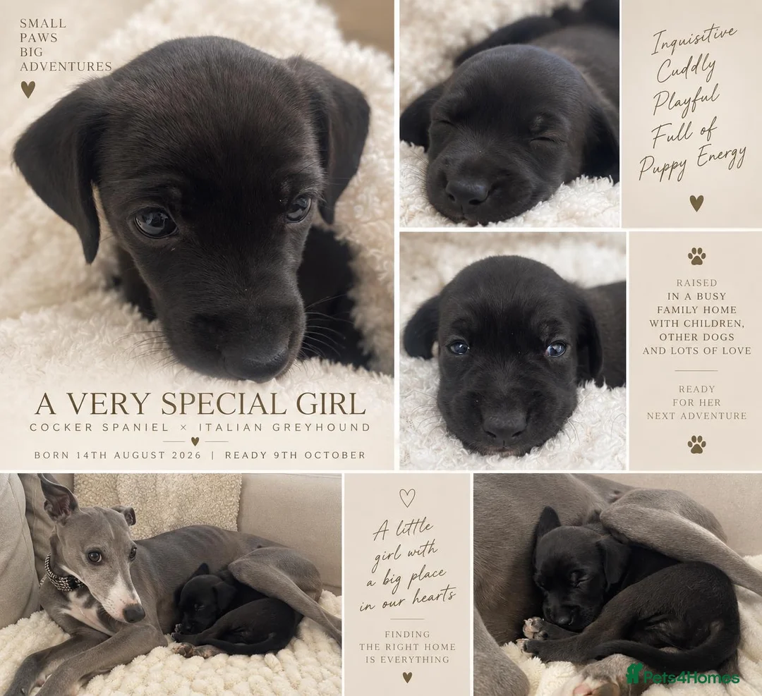 Mixed Breed dogs for sale: Beautiful Cocker Spaniel × Italian Greyhound Girl - Advert 1