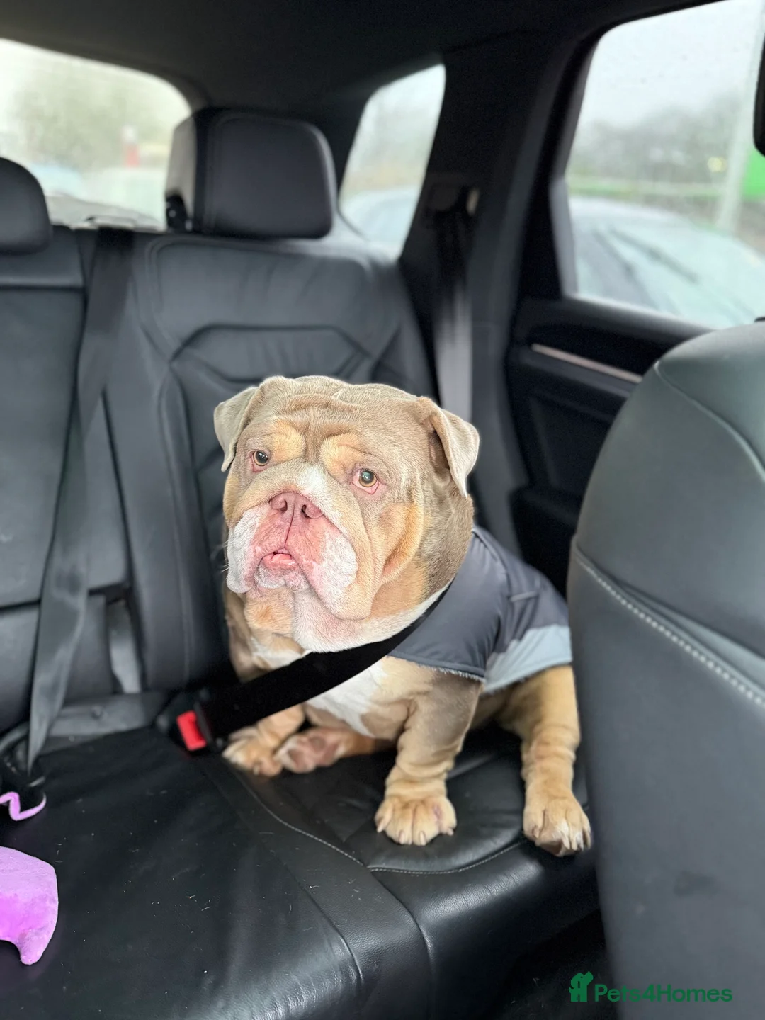 English Bulldog dogs for sale: Brown tan bull dogs  - Advert 5