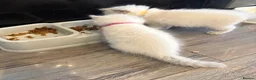 Ragdoll cats for sale: Beautiful girl Ragdolls  - Advert 19