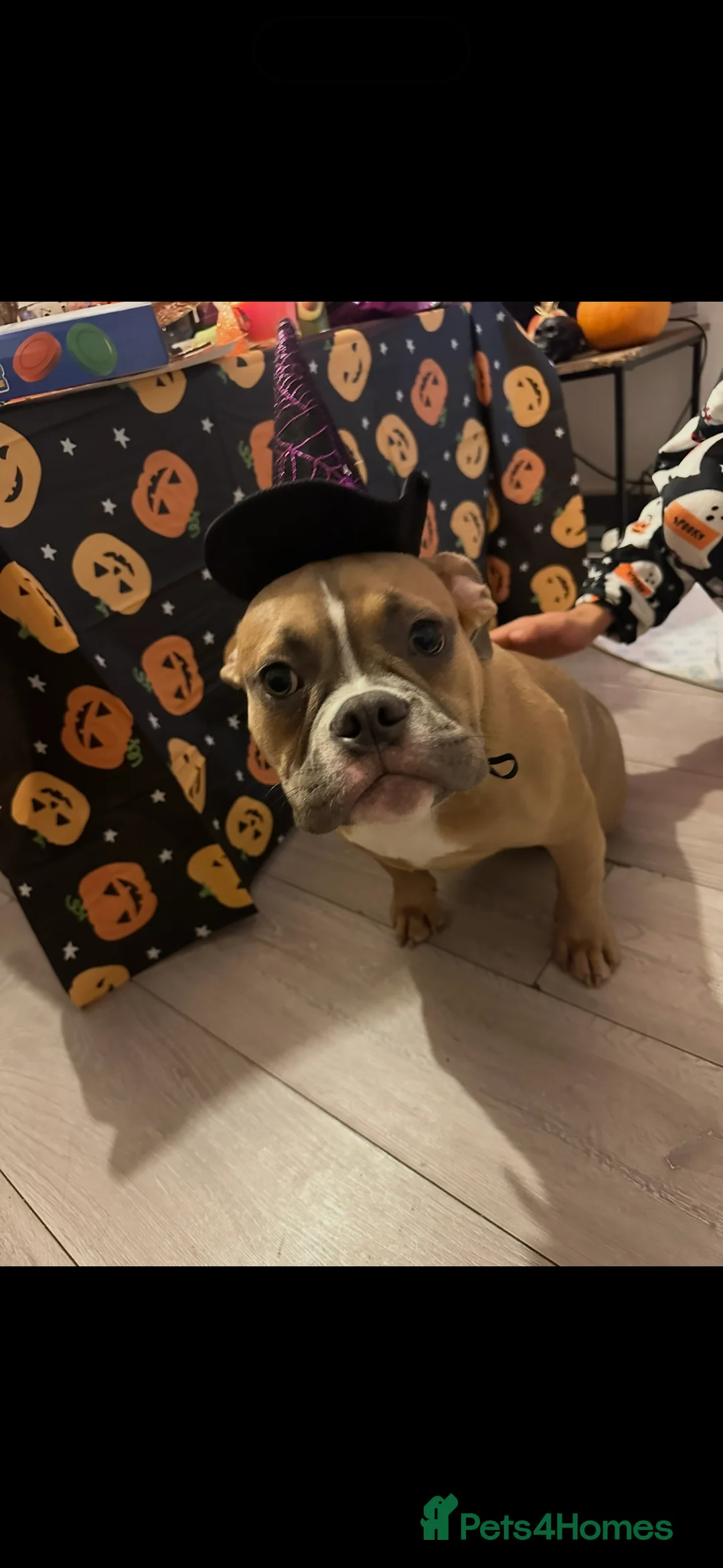 American Bully dogs for sale: Masked fawn pocket bully pup  - Advert 3