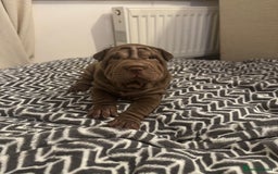 Shar Pei dogs for sale: Sharpei Puppies available  - Image 12