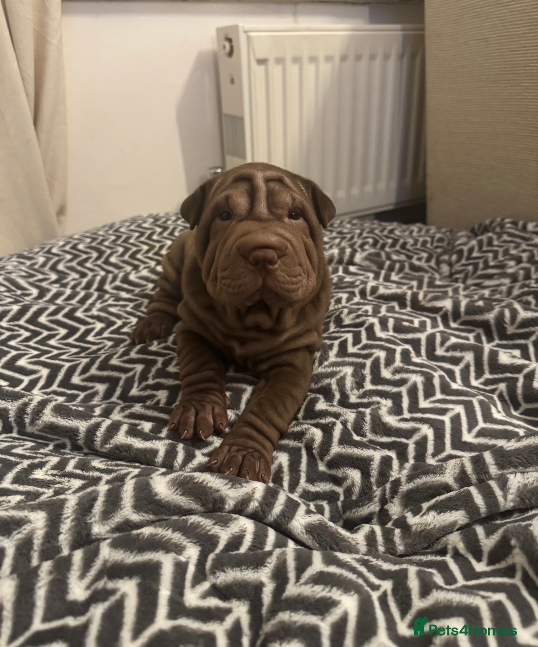 Shar Pei dogs for sale: Sharpei Puppies available  - Image 12