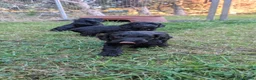 Cockapoo dogs for sale: Licensed breeder, health tested F1 cockapoos - Advert 31
