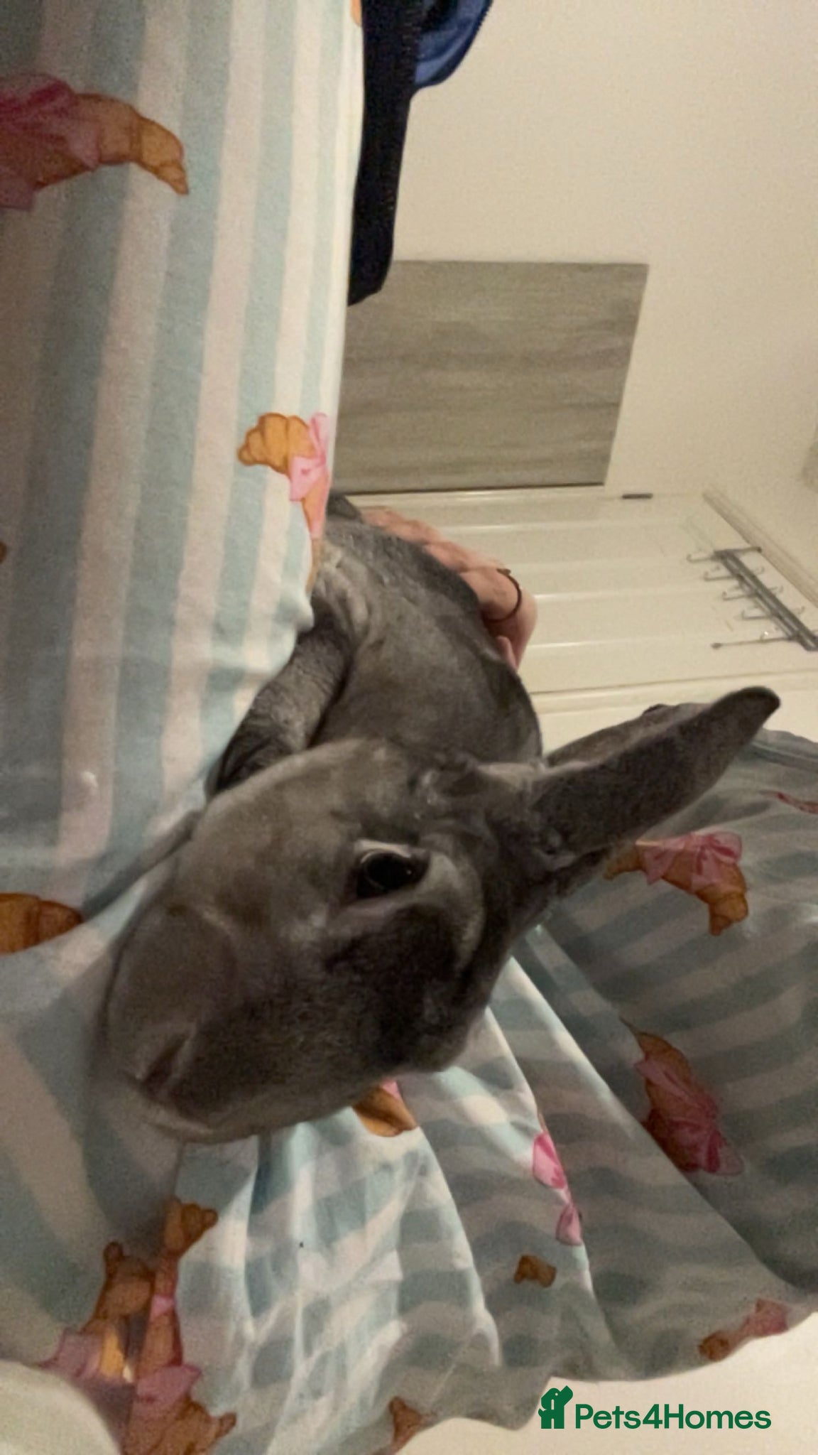 Rex rabbits Pure bread Rex rabbit  - Advert 1