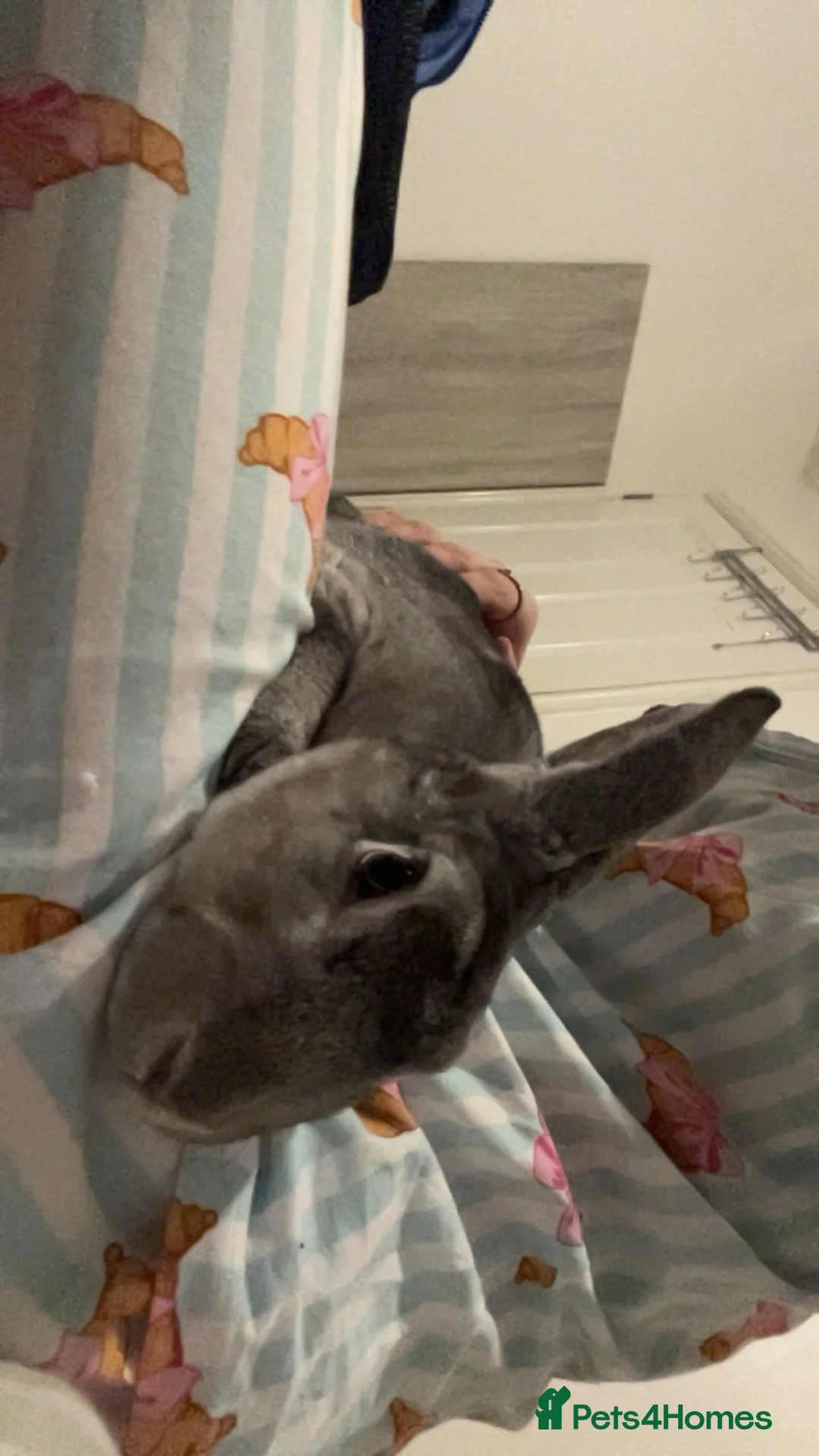 Rex rabbits for sale: Pure bread Rex rabbit  in Norwich - Advert 1