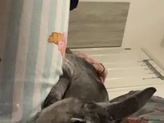 Rex rabbits Pure bread Rex rabbit - Advert 1