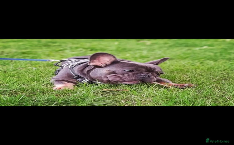 French Bulldog dogs - Advert 7