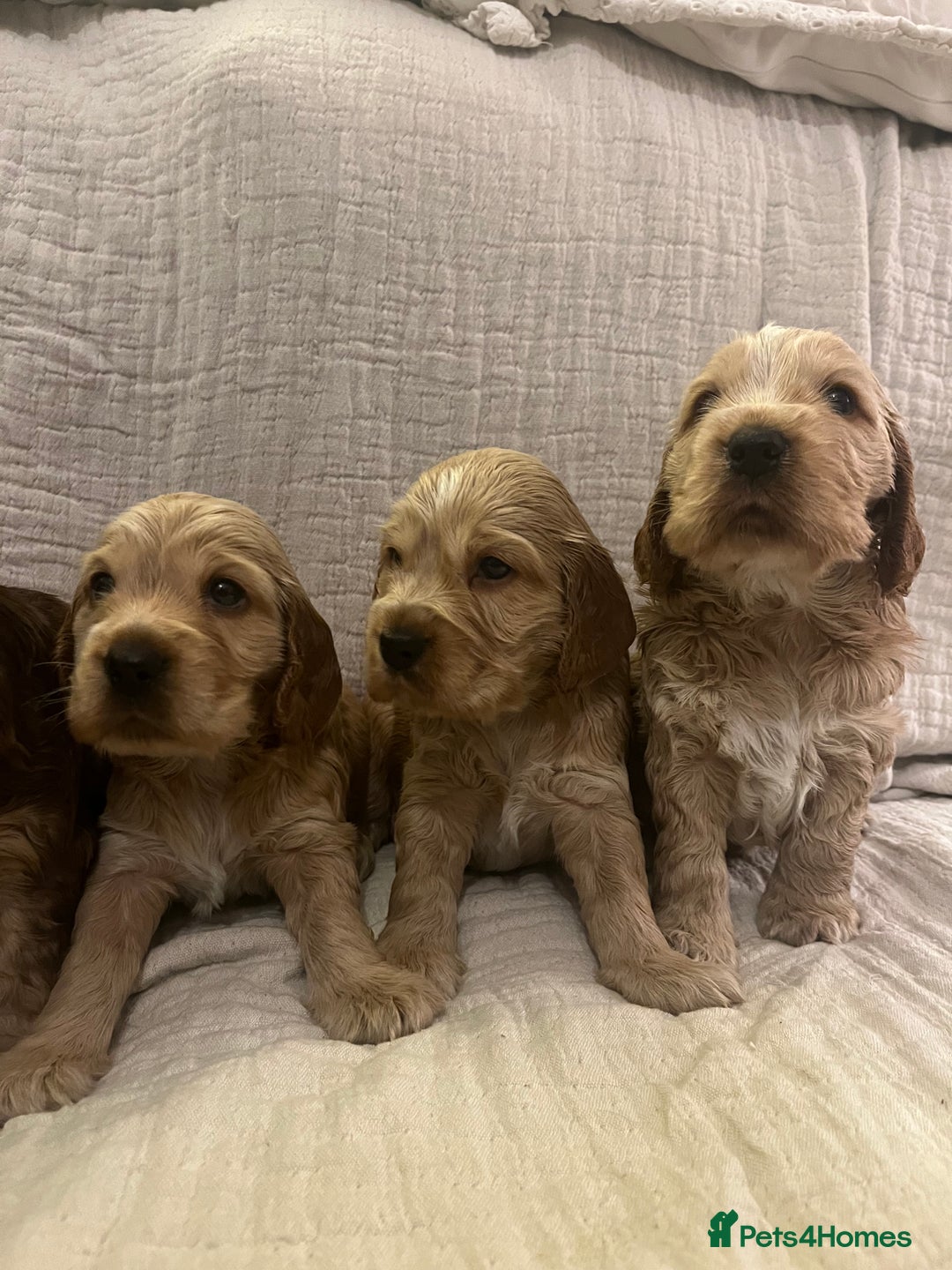 Cocker Spaniel dogs for sale: Adorable show type cocker spaniel pups - Advert 15