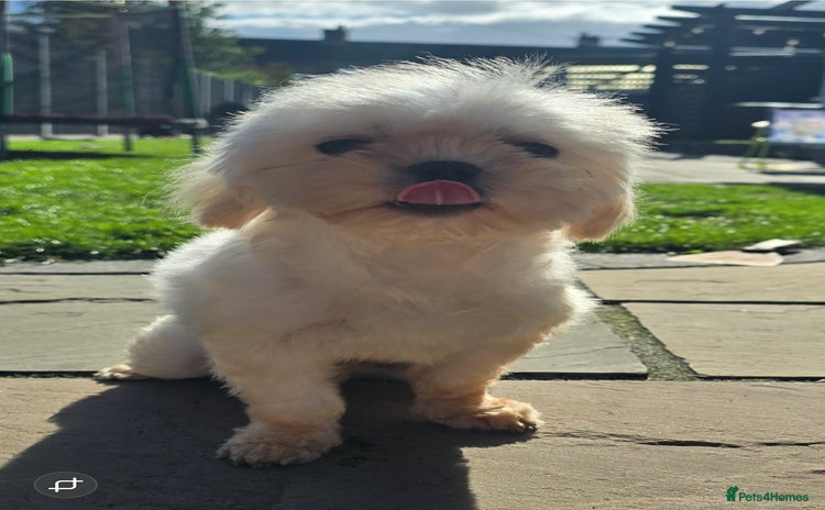 Maltese dogs - Advert 1