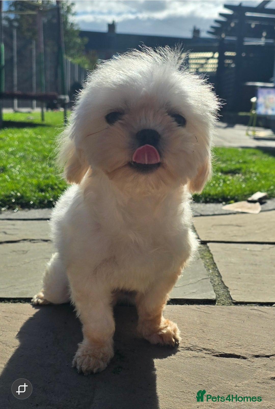 Maltese dogs for stud: Tiny Maltese Stud  - Image 1