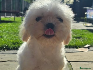 Maltese dogs - Advert 1