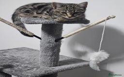 Bengal cats for sale: Kitten and mother for sale - Image 9