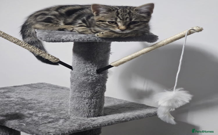 Mixed Breed cats - Advert 7