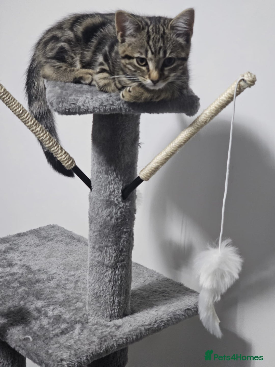 Bengal cats for sale: Kitten and mother for sale - Image 9