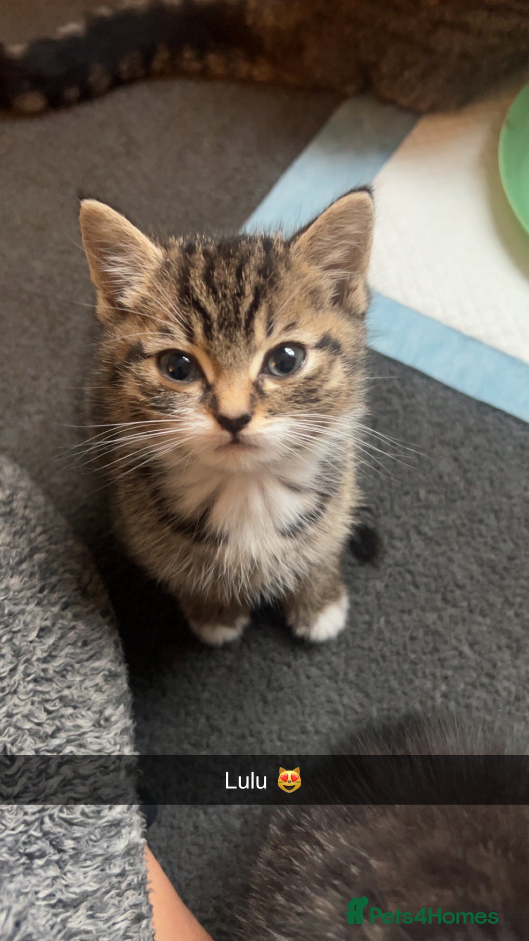 Mixed Breed cats for sale: Beautiful babies  - Image 5