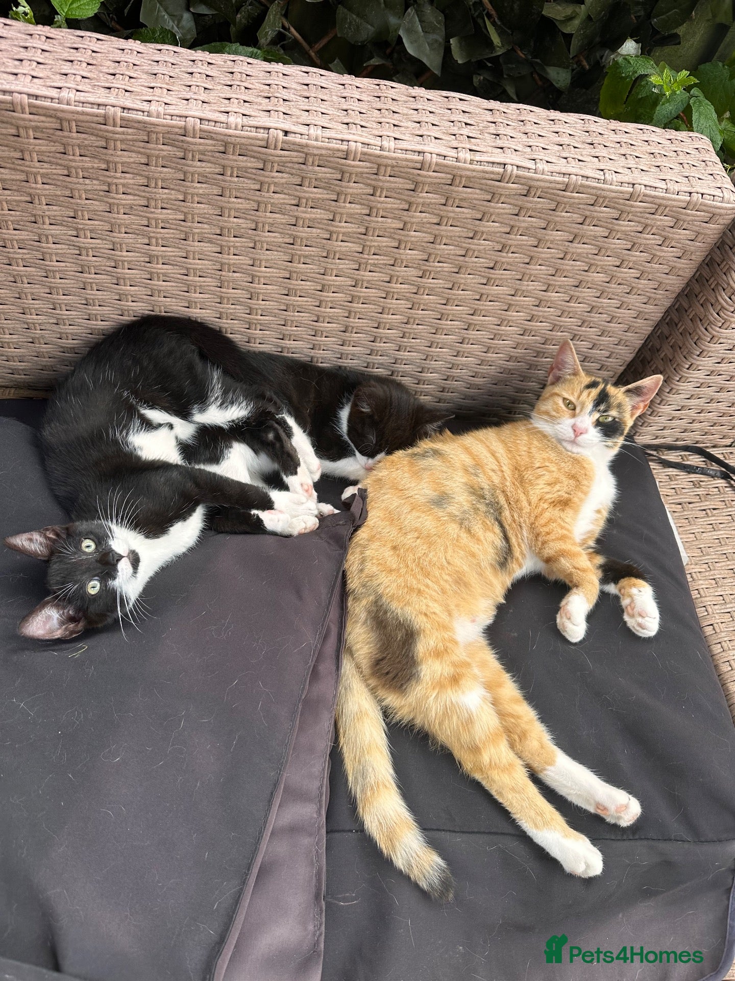 Mixed Breed cats Kittens - Advert 1