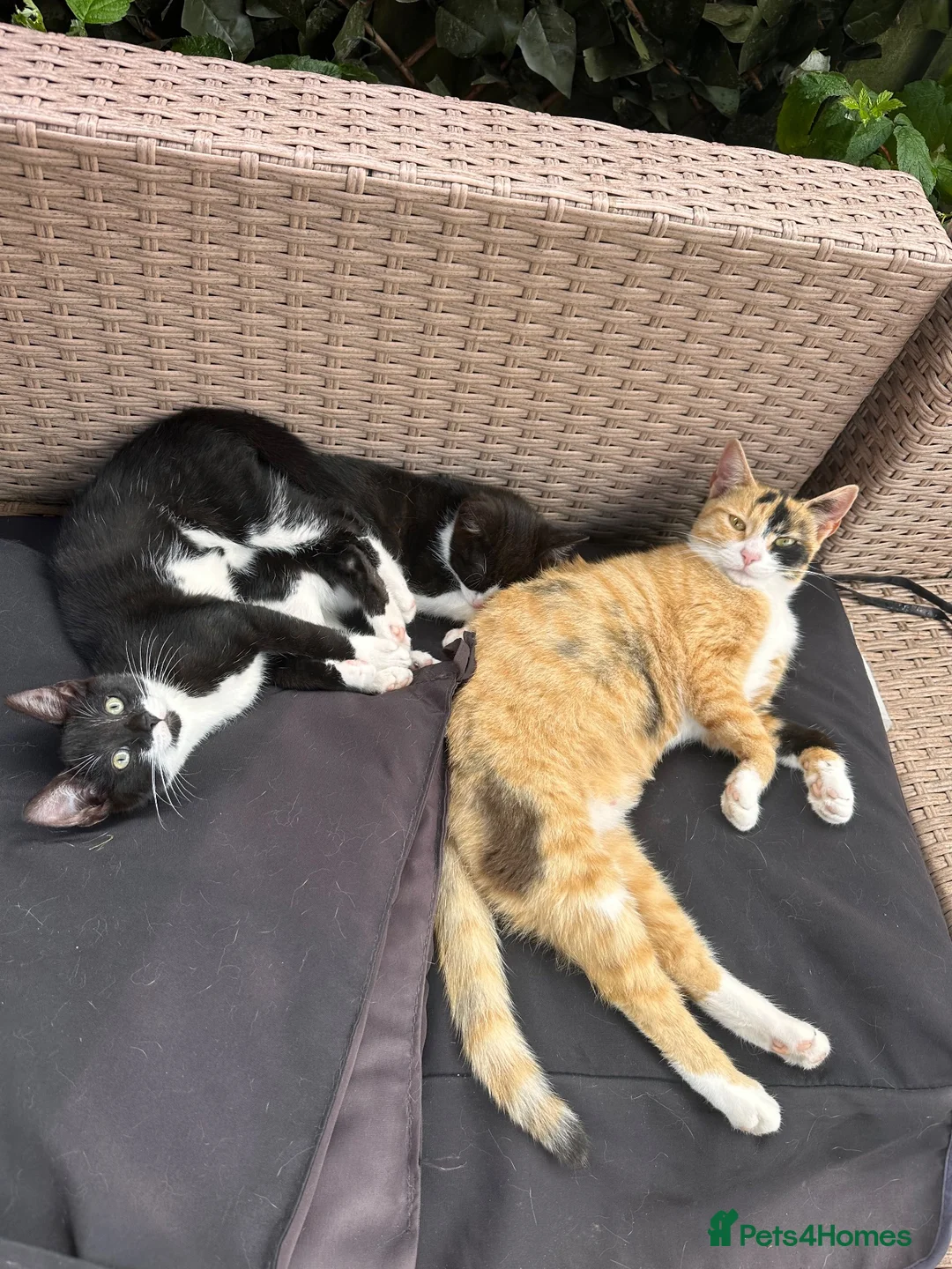 Mixed Breed cats for sale: Kittens - Advert 1