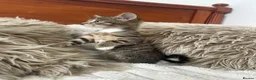 Mixed Breed cats for sale: Maincoon/tabby kittens 🐈‍⬛❤️ - Advert 14