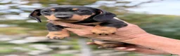 Miniature Dachshund dogs for sale: Beautiful Miniature Daschund’s Male 9 weeks old  - Advert 4
