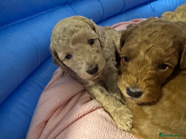 Toy Poodle dogs - Advert 11