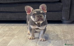 French Bulldog dogs for sale: Ready now, lovely lilac/chocolate French bulldogs in Maidstone - Image 1